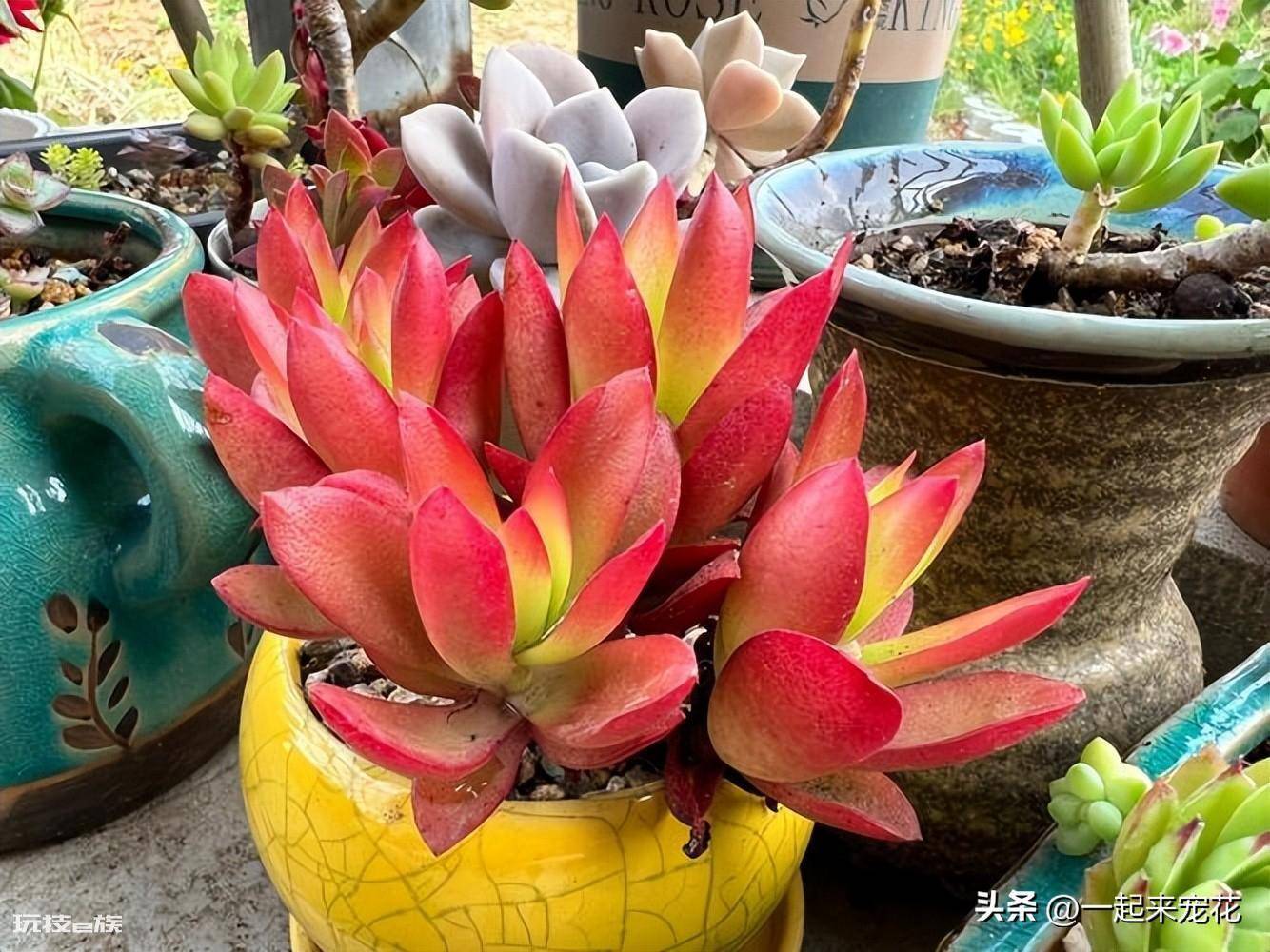 最漂亮的多肉品种及名称(6种高颜值多肉植物容易养出状态)-图片3